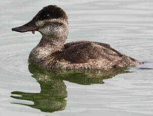 Érismature rousse