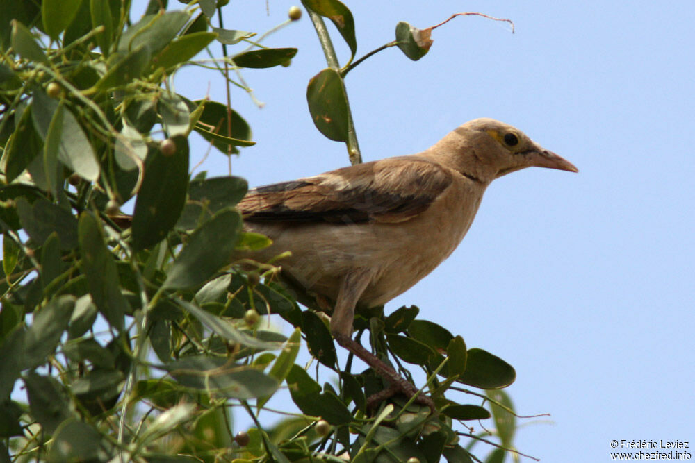 Wattled Starlingadult post breeding