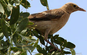 Wattled Starling