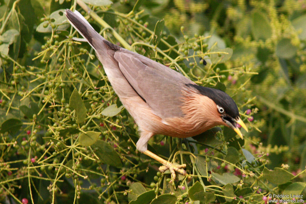 Brahminy Starlingadult, identification