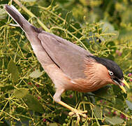 Brahminy Starling