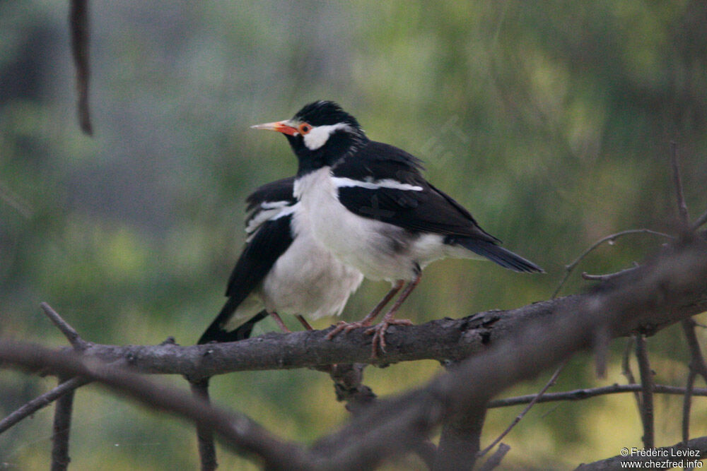 Étourneau pie, identification