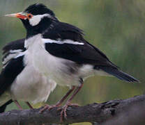 Indian Pied Myna