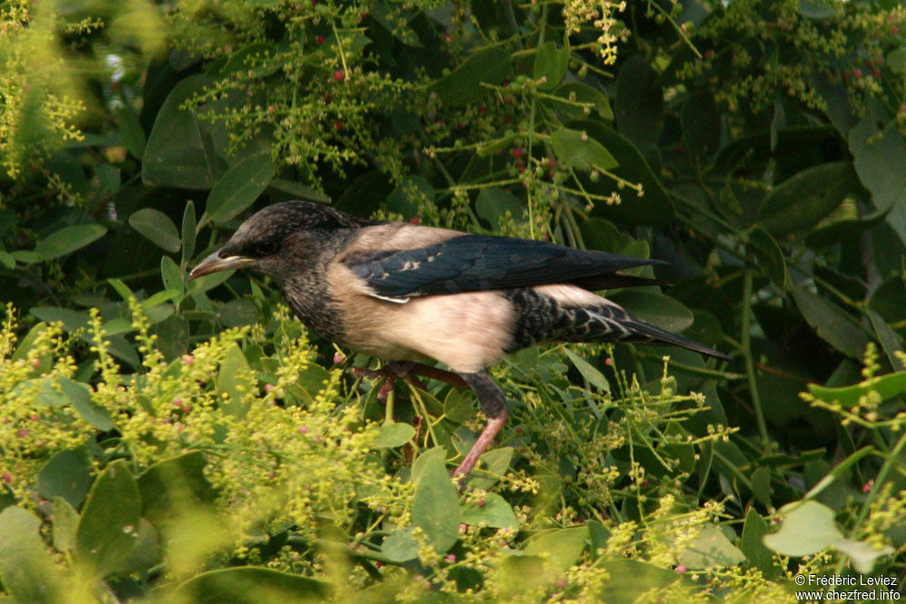 Rosy Starlingadult, identification