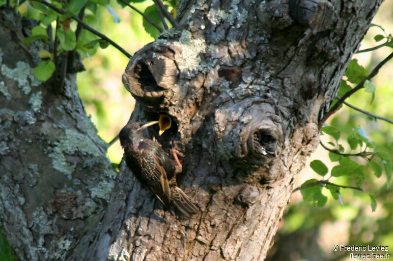 Common Starlingadult