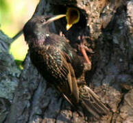 Common Starling