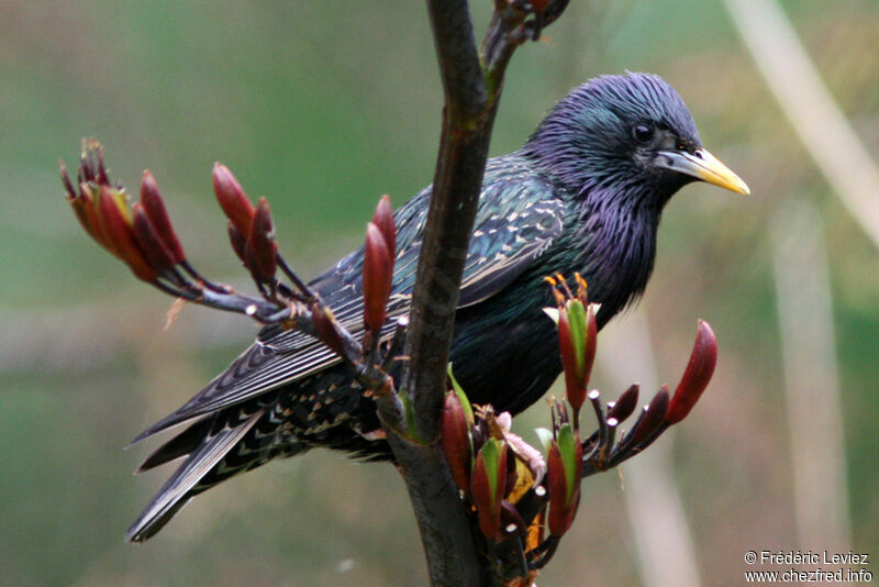 Common Starling male adult breeding