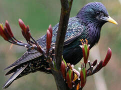 Common Starling