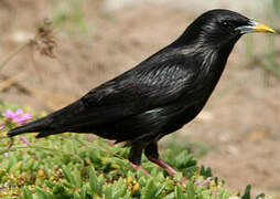 Spotless Starling