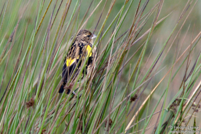 Yellow Bishop