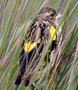 Yellow Bishop