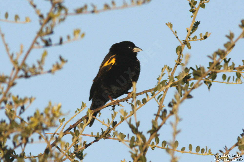 Yellow Bishop male adult, identification