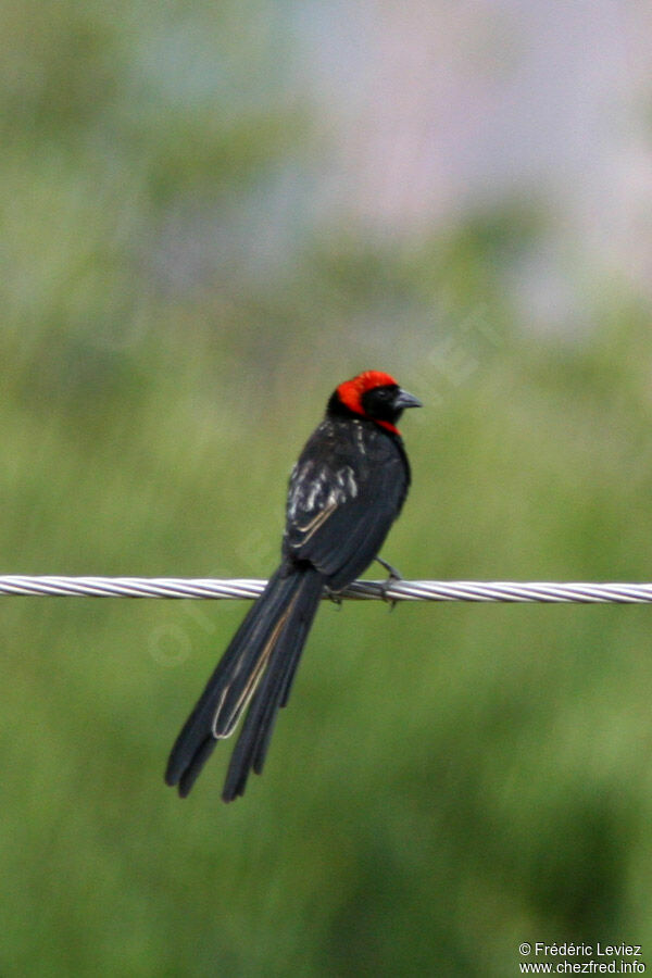 Red-cowled Widowbird male adult