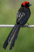 Red-cowled Widowbird