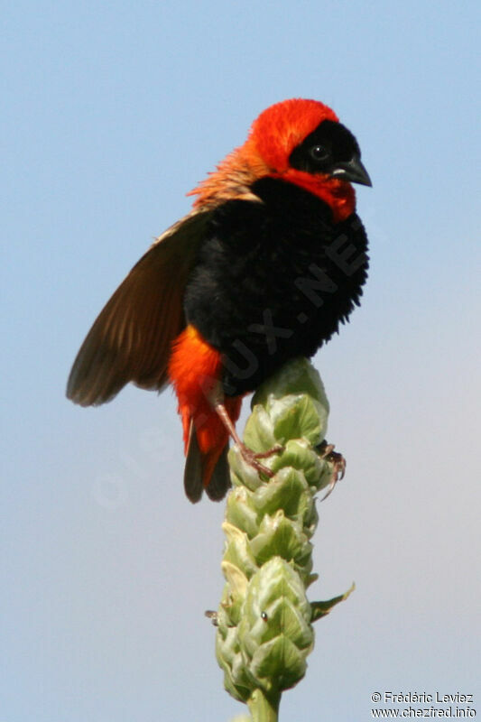 Northern Red Bishop male adult breeding