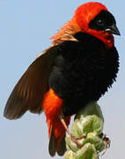 Northern Red Bishop