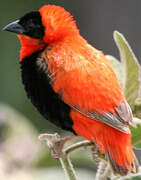 Northern Red Bishop