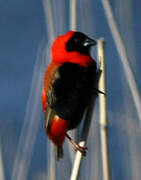 Southern Red Bishop