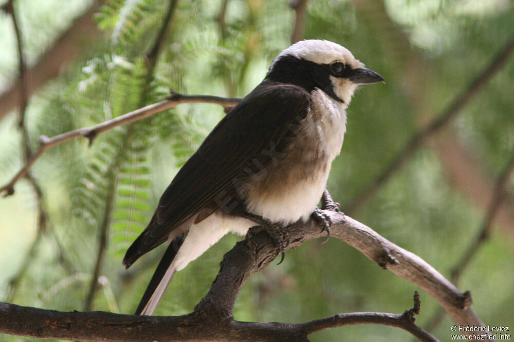 Northern White-crowned Shrikeadult, identification