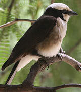 Northern White-crowned Shrike