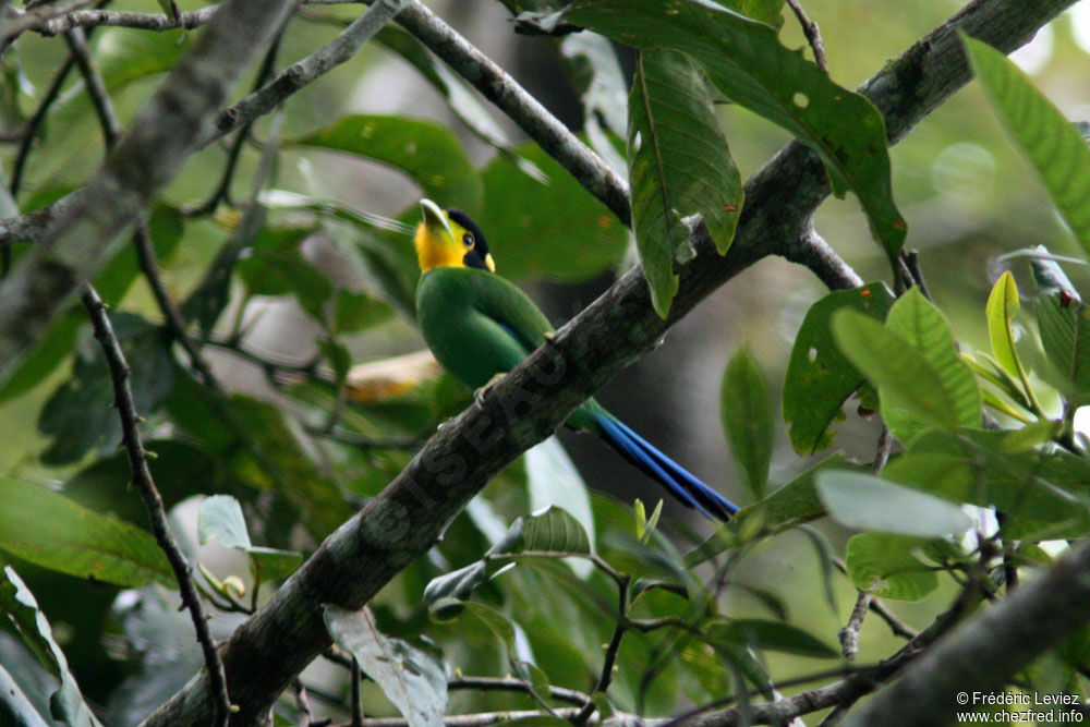 Long-tailed Broadbilladult, identification