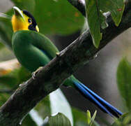 Long-tailed Broadbill