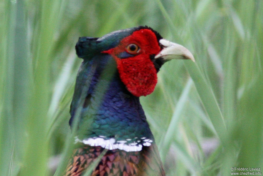 Common Pheasant male adult, identification