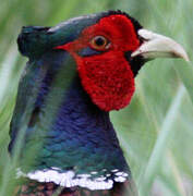 Common Pheasant