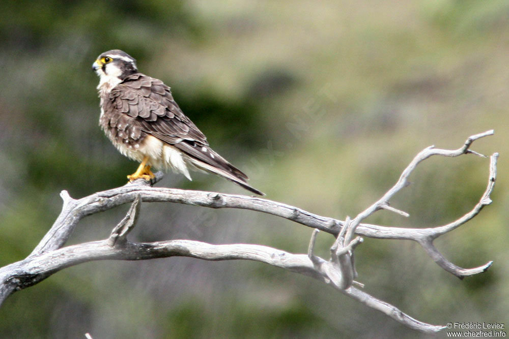 Aplomado Falconadult, identification