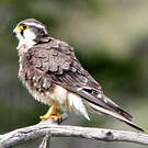 Faucon aplomado