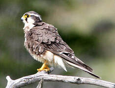 Aplomado Falcon