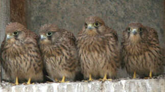 Common Kestrel