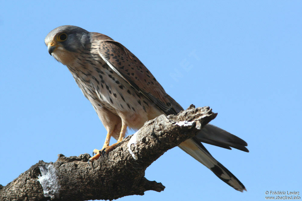 Common Kestrel male adult, identification