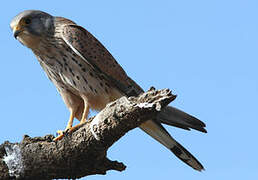 Common Kestrel