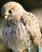 Common Kestrel