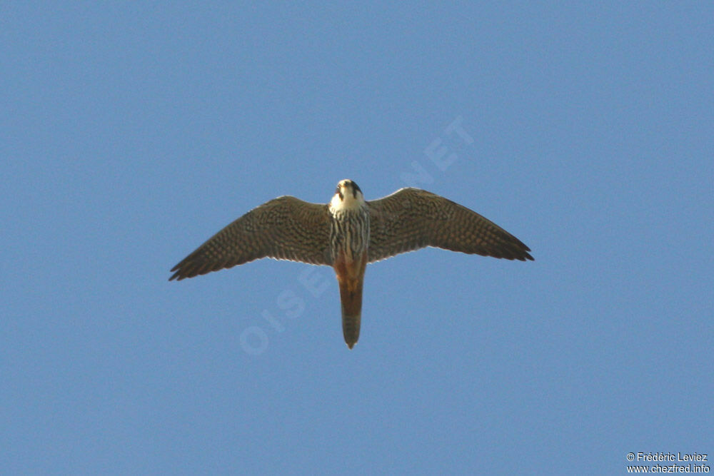 Eurasian Hobbyadult, Flight