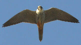 Eurasian Hobby