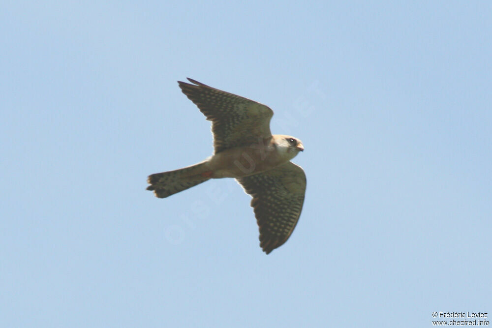 Red-footed Falcon female adult, Flight