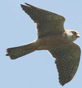 Red-footed Falcon