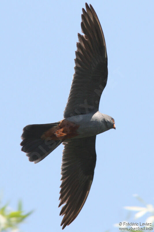 Red-footed Falcon male adult, Flight