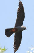 Red-footed Falcon