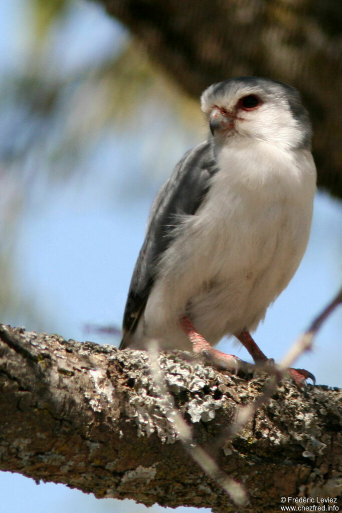 Pygmy Falconadult