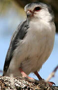 Pygmy Falcon