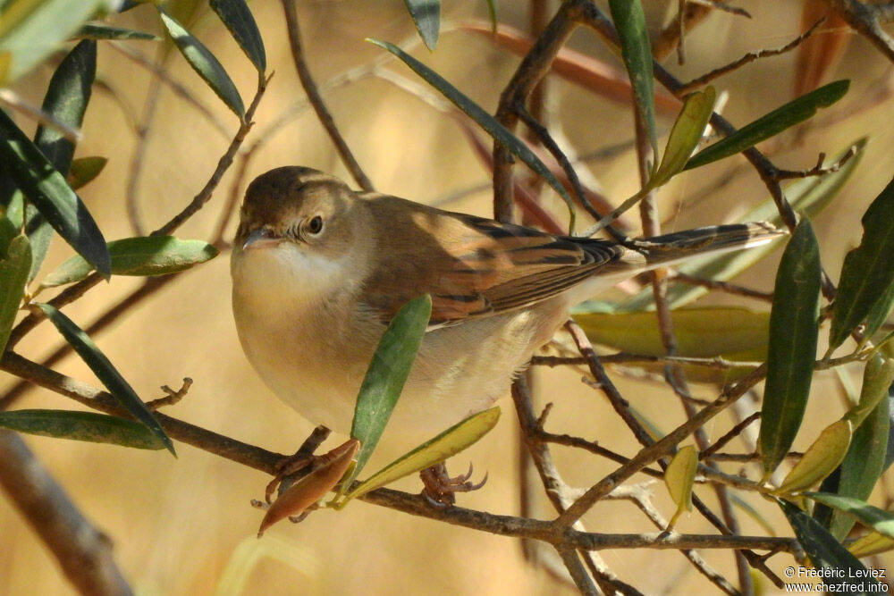 Fauvette à lunettes, identification