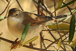 Spectacled Warbler