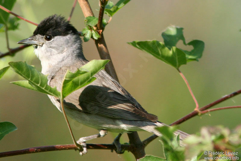 Eurasian Blackcap male adult