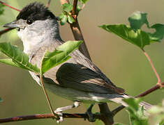 Eurasian Blackcap