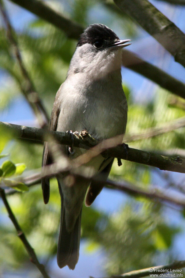 Eurasian Blackcap male adult, identification