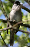 Eurasian Blackcap