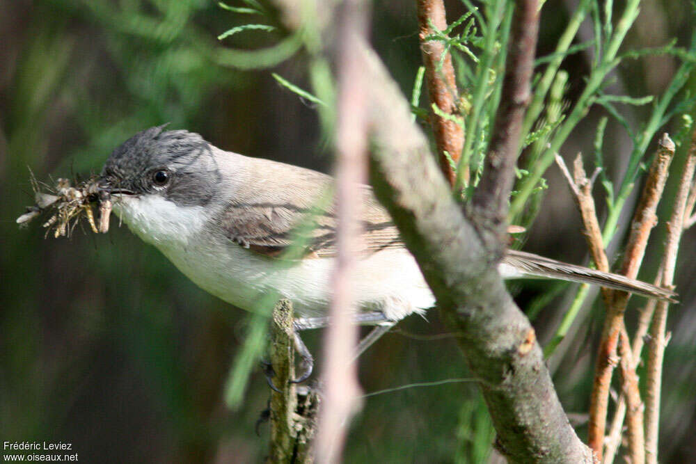 Lesser Whitethroatadult, feeding habits, Reproduction-nesting